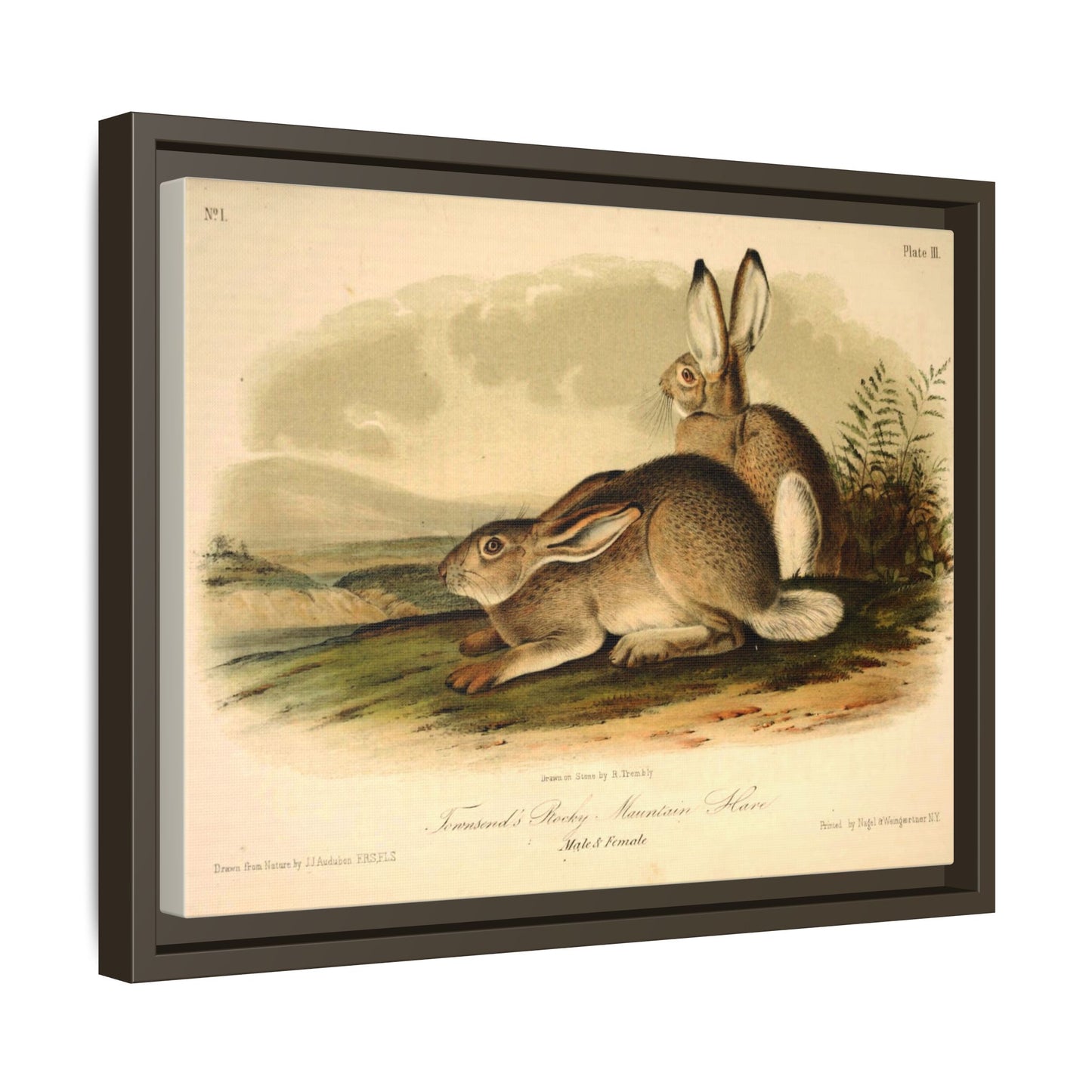 Vintage Rocky Mountain Hare Wood Framed Museum Grade Art, Eco-Friendly, Sustainable