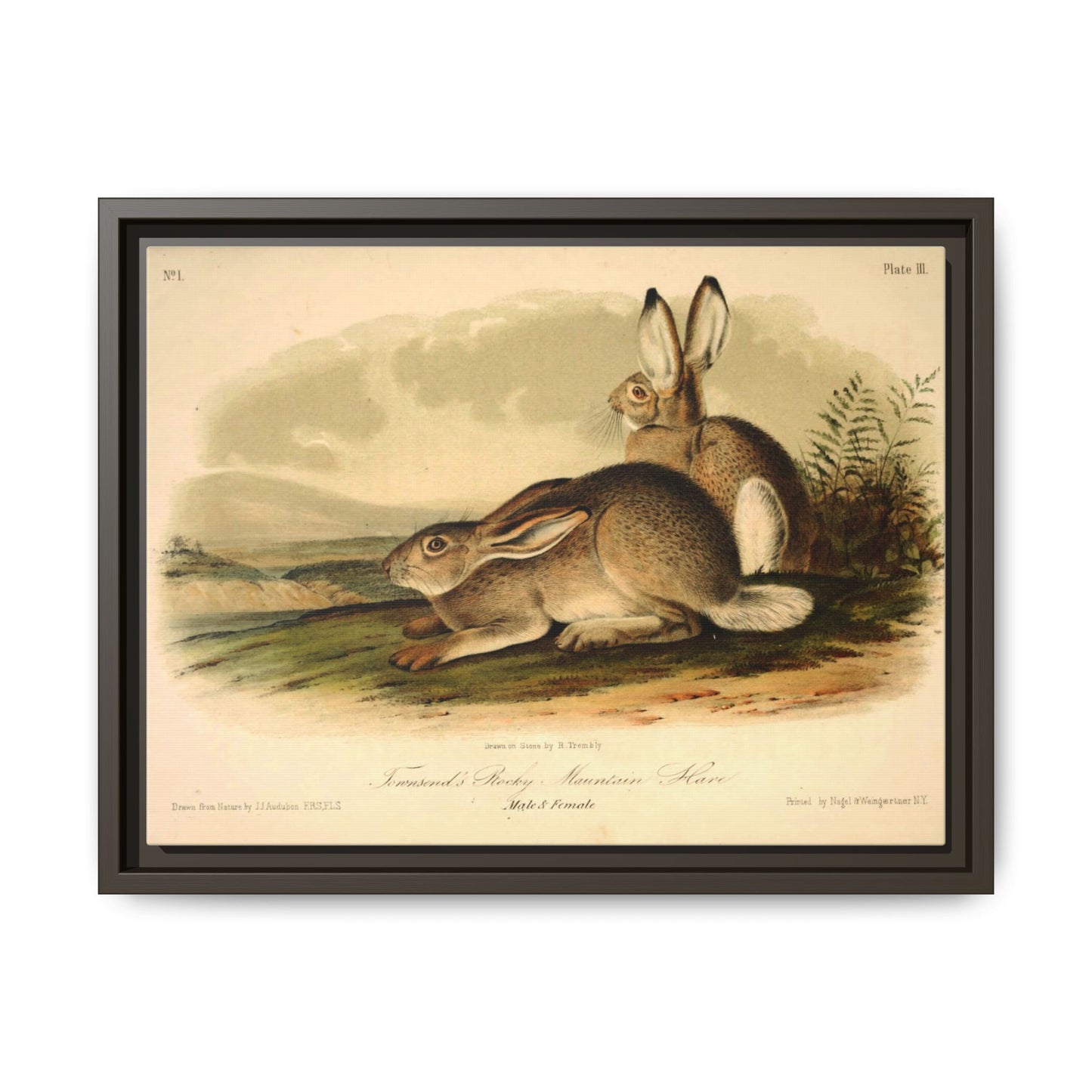 Vintage Rocky Mountain Hare Wood Framed Museum Grade Art, Eco-Friendly, Sustainable