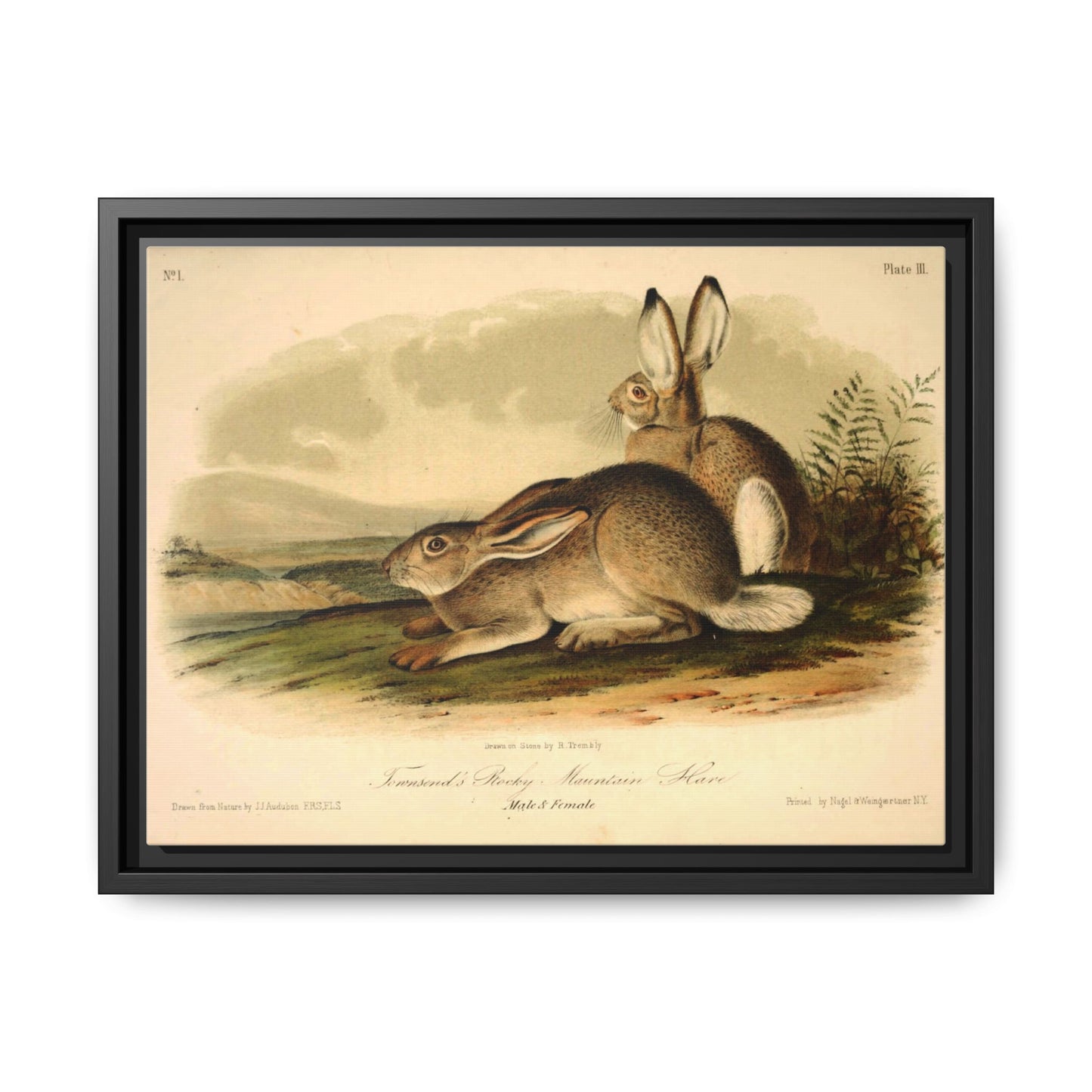 Vintage Rocky Mountain Hare Wood Framed Museum Grade Art, Eco-Friendly, Sustainable